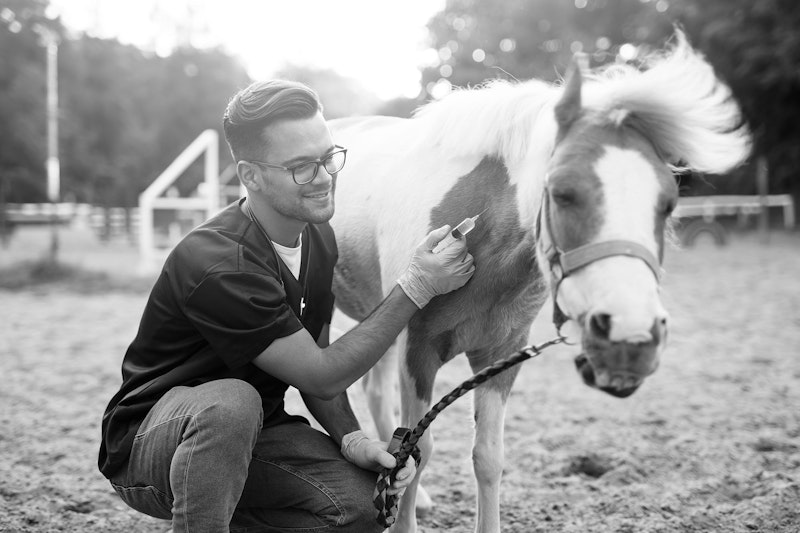 Vet Horse