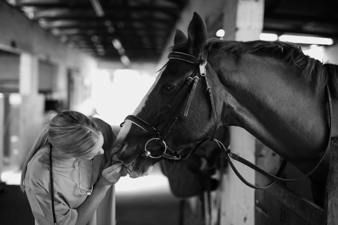 Woman Checking Horse Teeth